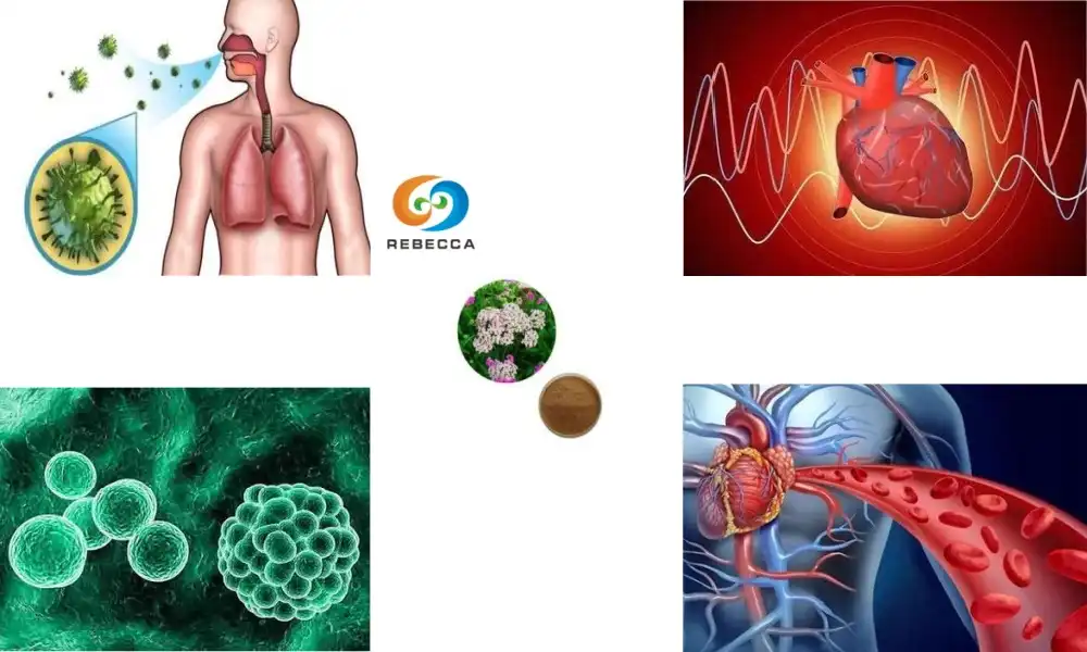 How Natural Helicidum Supports Holistic Healing?